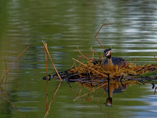 Большая хохлатая поганка (Podiceps cristatus) в озере в дневное время