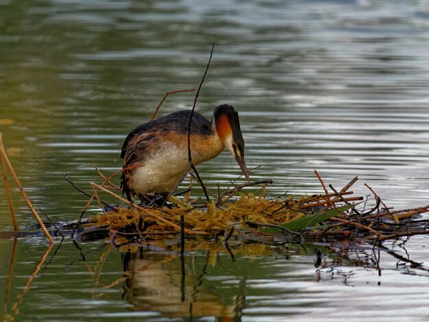 낮 동안 호수에서 큰 볏 농병 (Podiceps cristatus)