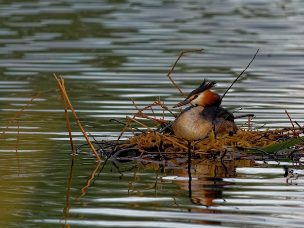 낮 동안 호수에서 큰 볏 농병 (Podiceps cristatus)