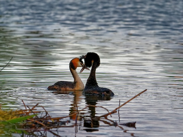 Great crested grebes swimming in the lake