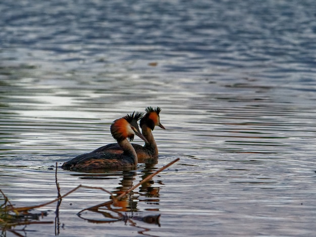 Free photo great crested grebes