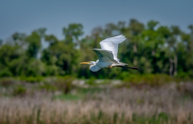Great egret  (Ardea alba),