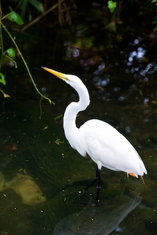 Great egret on the background of a green grass.
