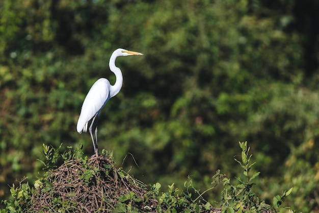 Great egret standing on branches under the sunlight
