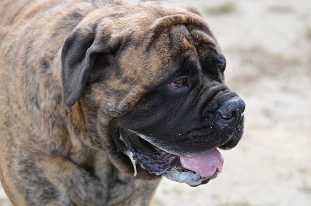 아름다운 큰 불마스티프 강아지의 멋진 얼굴입니다.