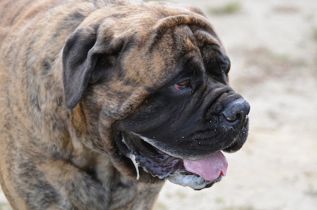 Великолепная морда красивой большой собаки бульмастифа.
