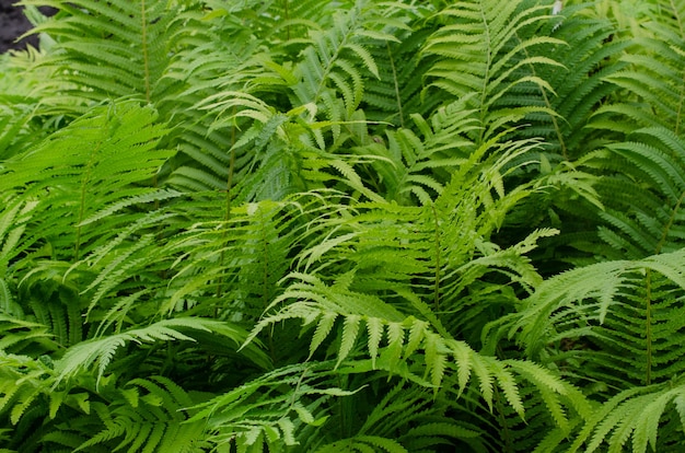 숲이나 식물원에 있는 커다란 녹색 덤불. 어린 녹색 고사리 잎으로 만든 아름다운 배경.