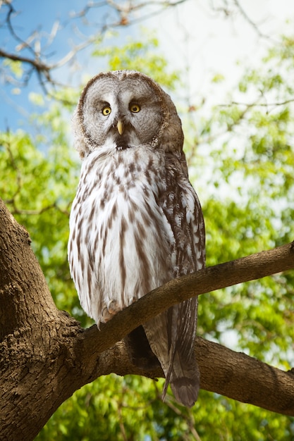 Great Grey Owl   at forest