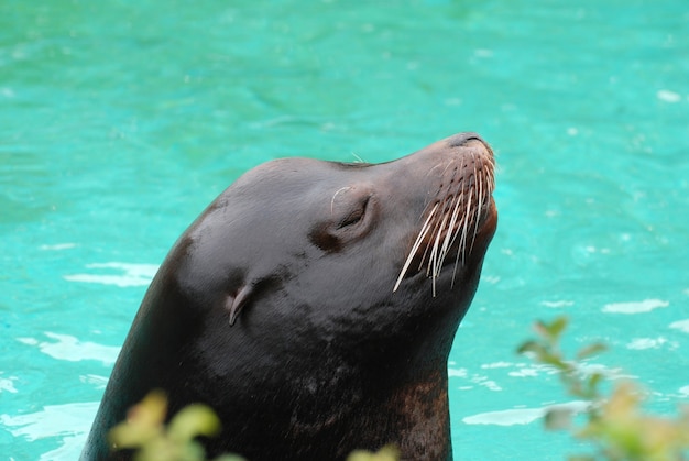 Great look at the profile of a sea lion.