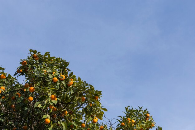 하늘 배경으로 큰 오렌지 나무