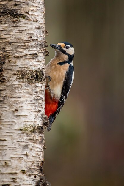 かわいい動物や鳥が木のセットのくぼみに座って キツネ フクロウ ハリネズミ アライグマ キツツキ リスの動物の漫画イラストで古い木をくり抜いた プレミアムベクター