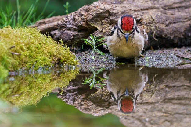 Great spotted woodpecker reflecting in the water