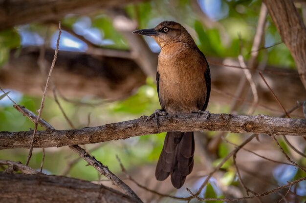 나뭇 가지에 큰 꼬리 Grackle