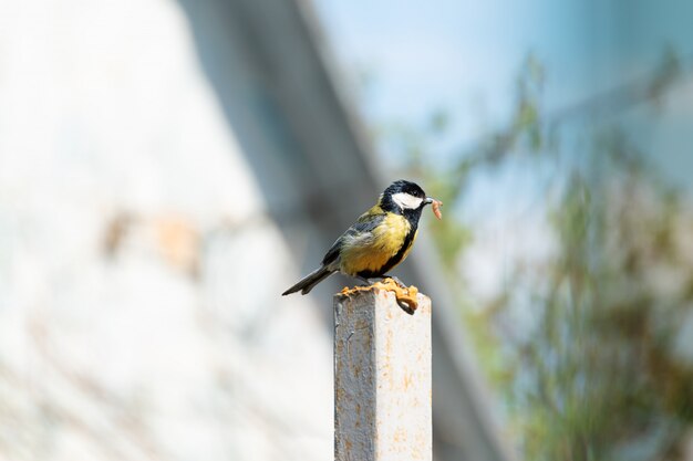 Great tit on a stone pillar with caterpillar for her nestling in her beak.
