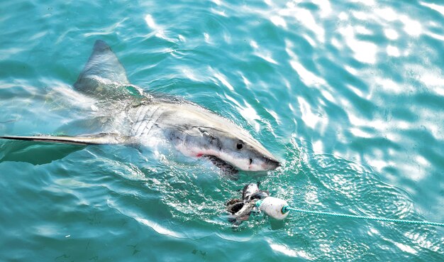 Большая белая акула гоняется за мясными приманками и пробивает морскую гладь.
