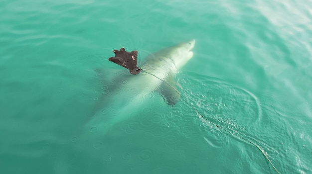 Great White Shark chasing seal decoy