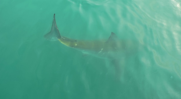 Free photo great white shark in open water, close to water surface, in gansbaai south africa.