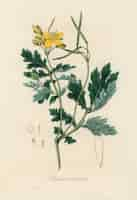 Foto gratuita illustrazione di celidonia maggiore (chelidonium majus) dalla botanica medica (1836)