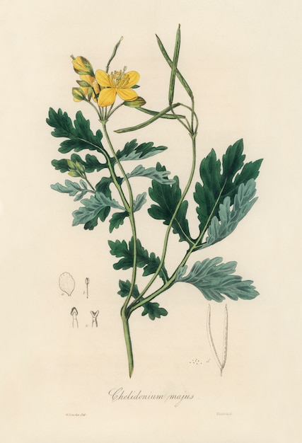 의료 식물학에서 큰 애기똥풀 (Chelidonium majus) 일러스트 (1836)