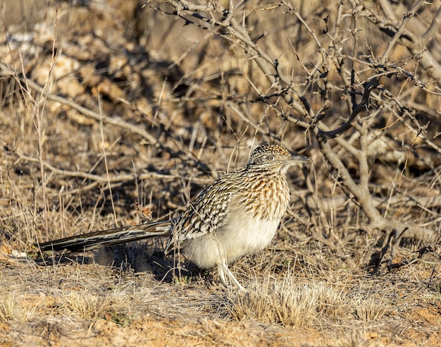 Greater roadrunner in morning sun