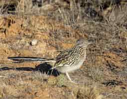 Free photo greater roadrunner in morning sun