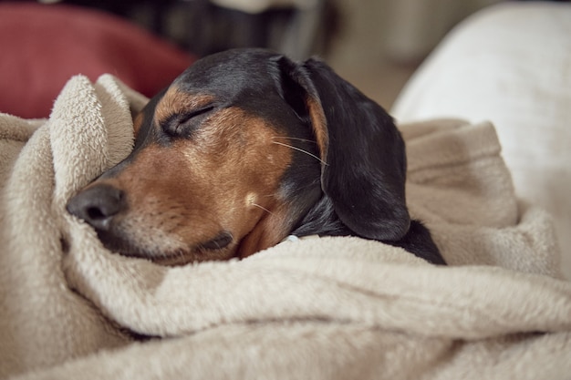 タオルの下に隠れて快適に眠るギリシャの犬