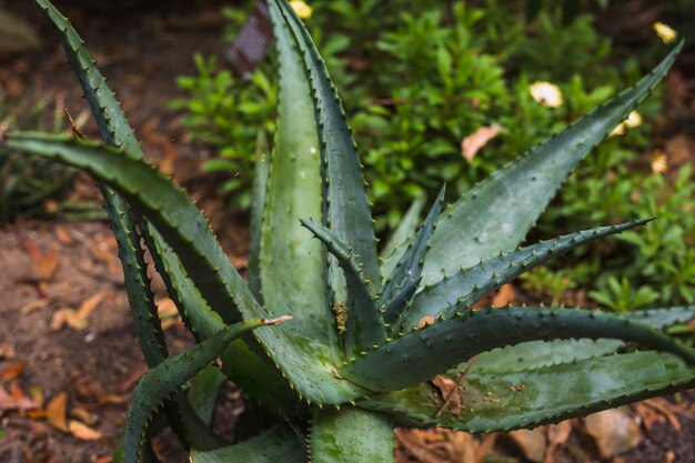 Green agave cactus plant with spiked thorns