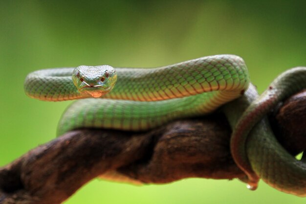 緑のアルボラリスヘビの正面図動物のクローズアップ枝に緑の毒蛇のヘビ