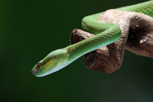 Зеленая змея albolaris вид сбоку животное крупным планом зеленая гадюка змея крупным планом голова