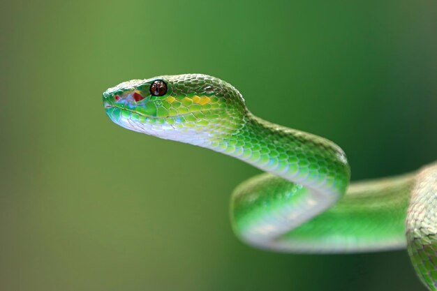緑のアルボラリスヘビの側面図動物のクローズアップ緑の毒蛇のヘビのクローズアップの頭