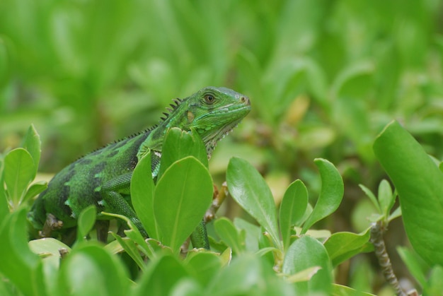 Free photo green american iguana perched on the top of green shrubs.