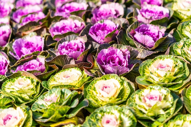 無料写真 グリーンとパープルカラーの花