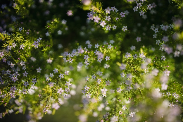 Бесплатное фото Зеленое и белое цветочное растение