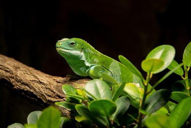 Green anole sitting on the branch of the tree with black space