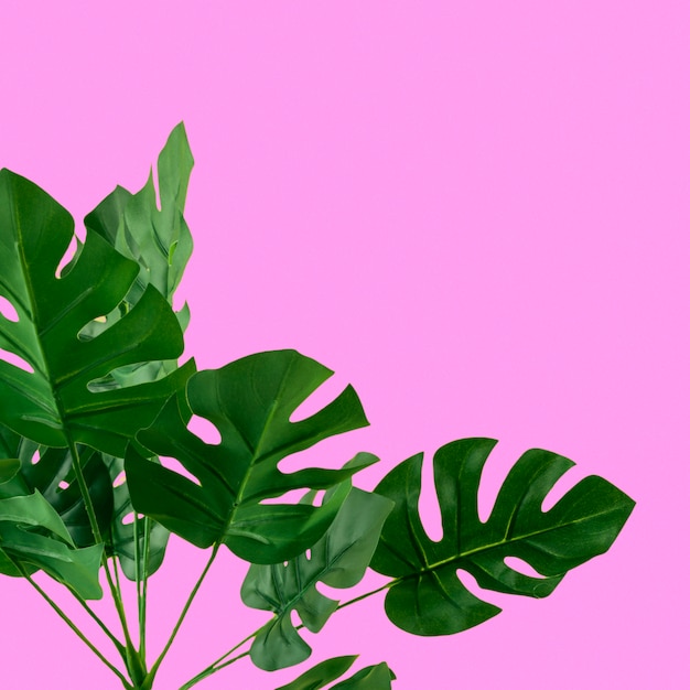 Green artificial monstera leaves on pink background