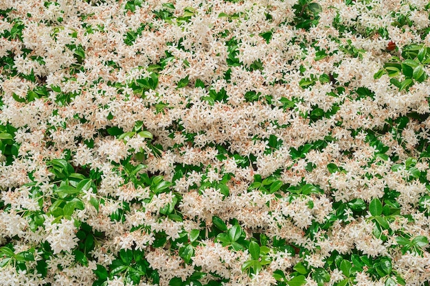 Green background with dense leaves of jasmine bushes with white flowers can be used for a template or a beautiful background on the site idea for a background or interior decoration of courtyards