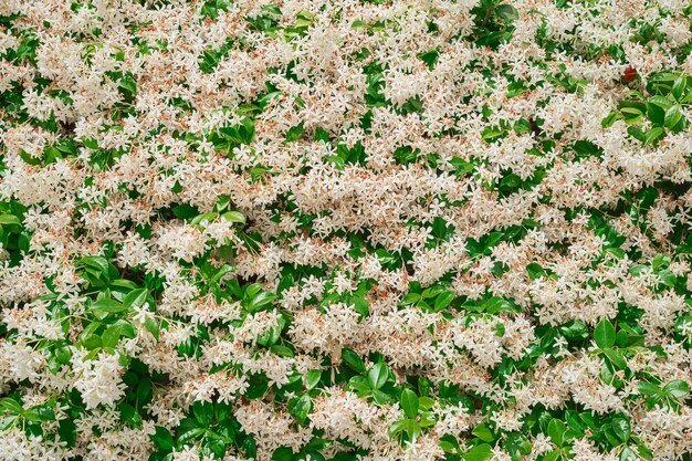 Green background with dense leaves of jasmine bushes with white flowers can be used for a template or a beautiful background on the site idea for a background or interior decoration of courtyards