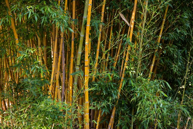 Green bamboo forest in daylight