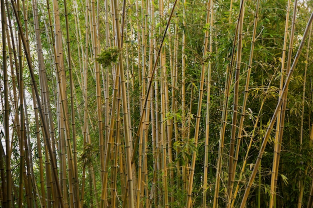 Green bamboo forest in daylight