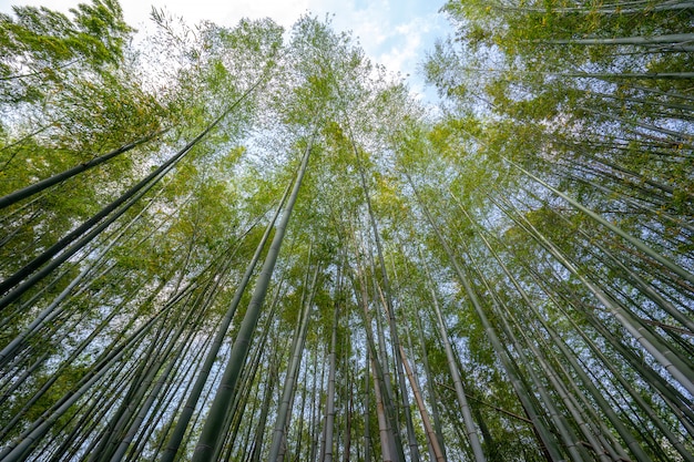 일본에서 녹색 대나무 숲 자연 배경입니다.