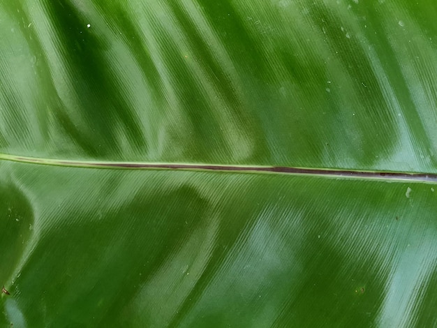 Зеленый банановый лист фон и текстура