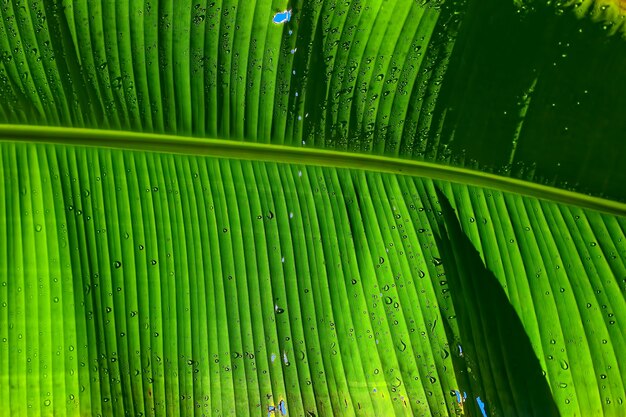 Green banana leaf