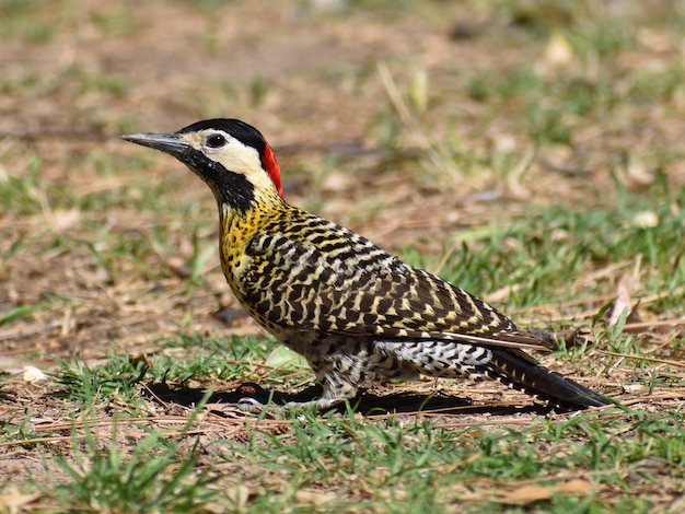 Зеленополосый дятел (Colaptes melanochloros)