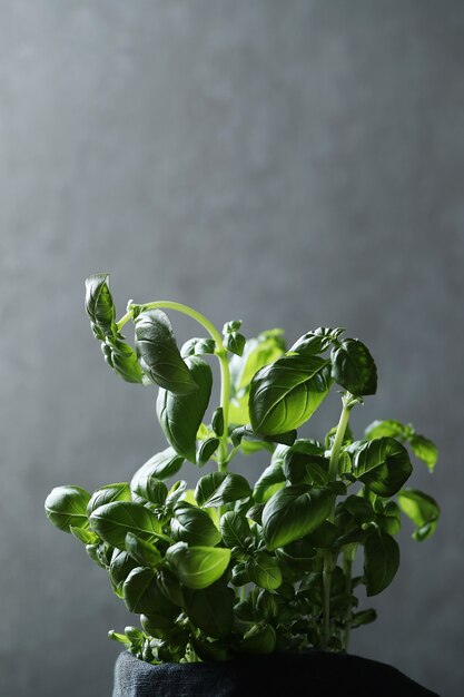 Green basil plant growing