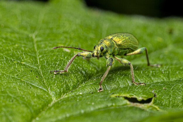 Green beetle sitting on leaf
