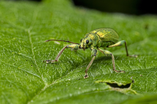 葉の上に座っている緑のカブトムシ