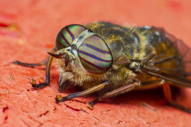 Green and black fly on brown surface