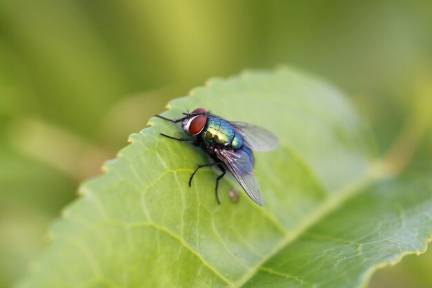 Зеленая бутылочная муха (Lucilia sericata)