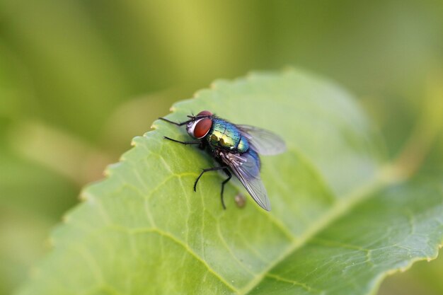 녹색 병 파리 (Lucilia sericata)