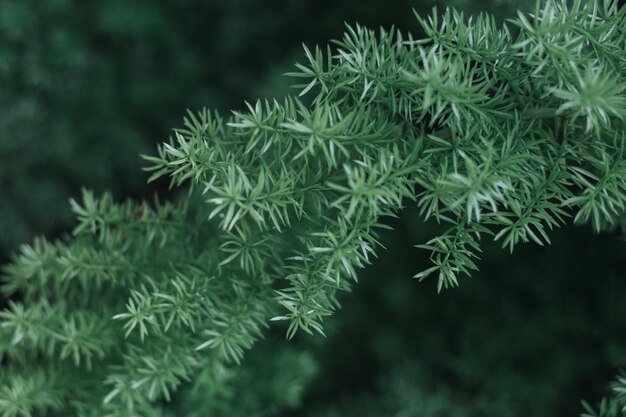 Green branch with blurred background